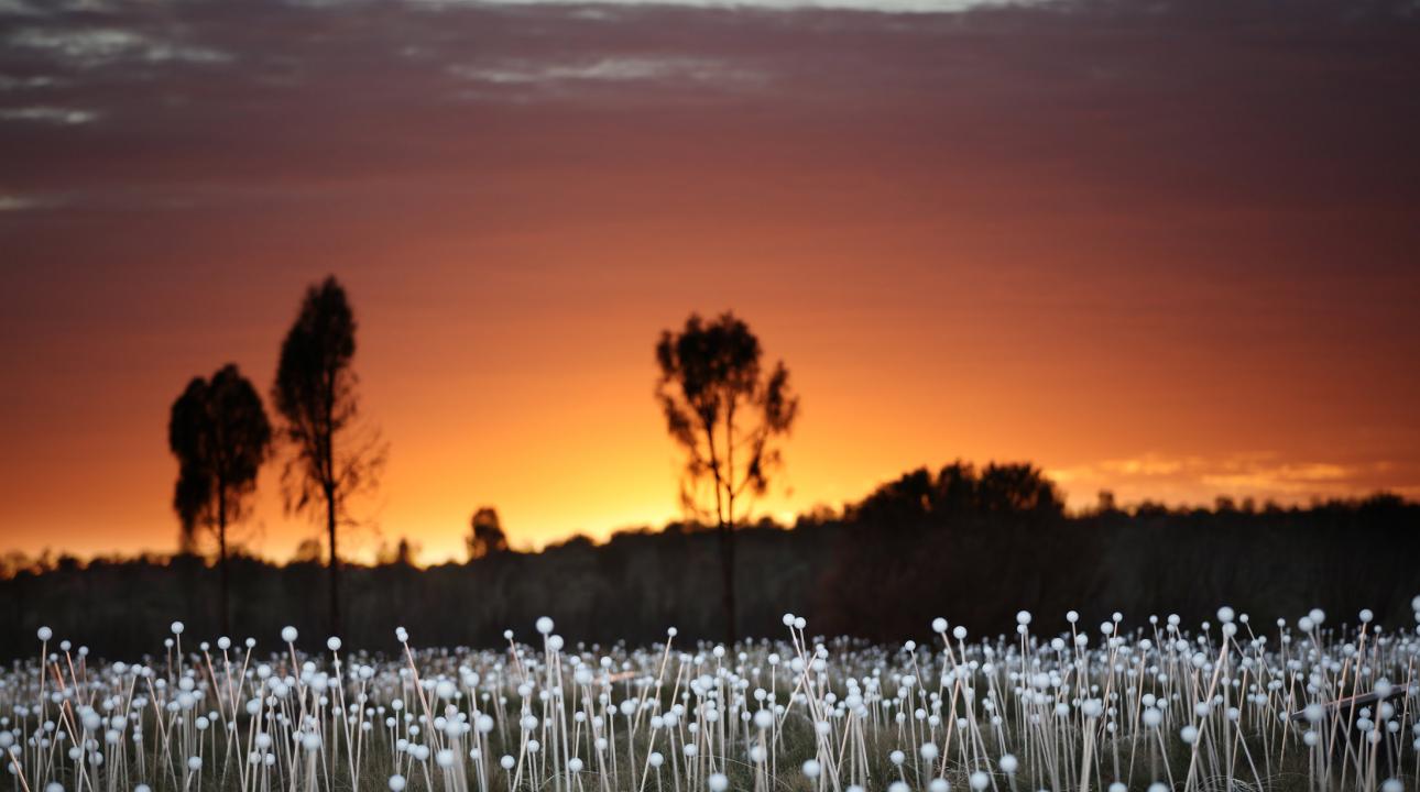 field of light at sunrise